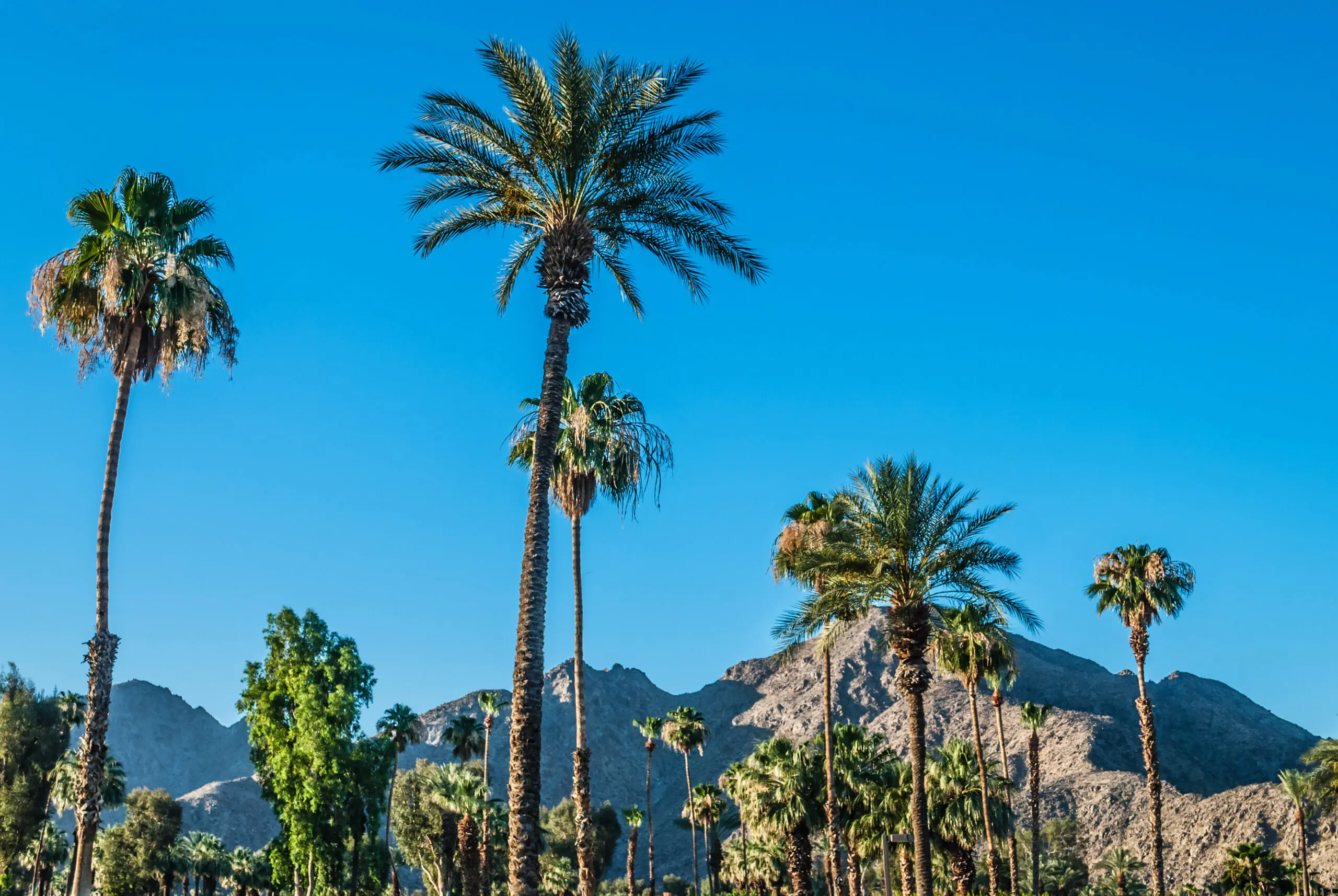 Tall palm trees stand in the foreground with rocky mountains behind, under a clear blue sky—much like an inspiring scene from hairstylist education retreats set in a tranquil desert landscape.