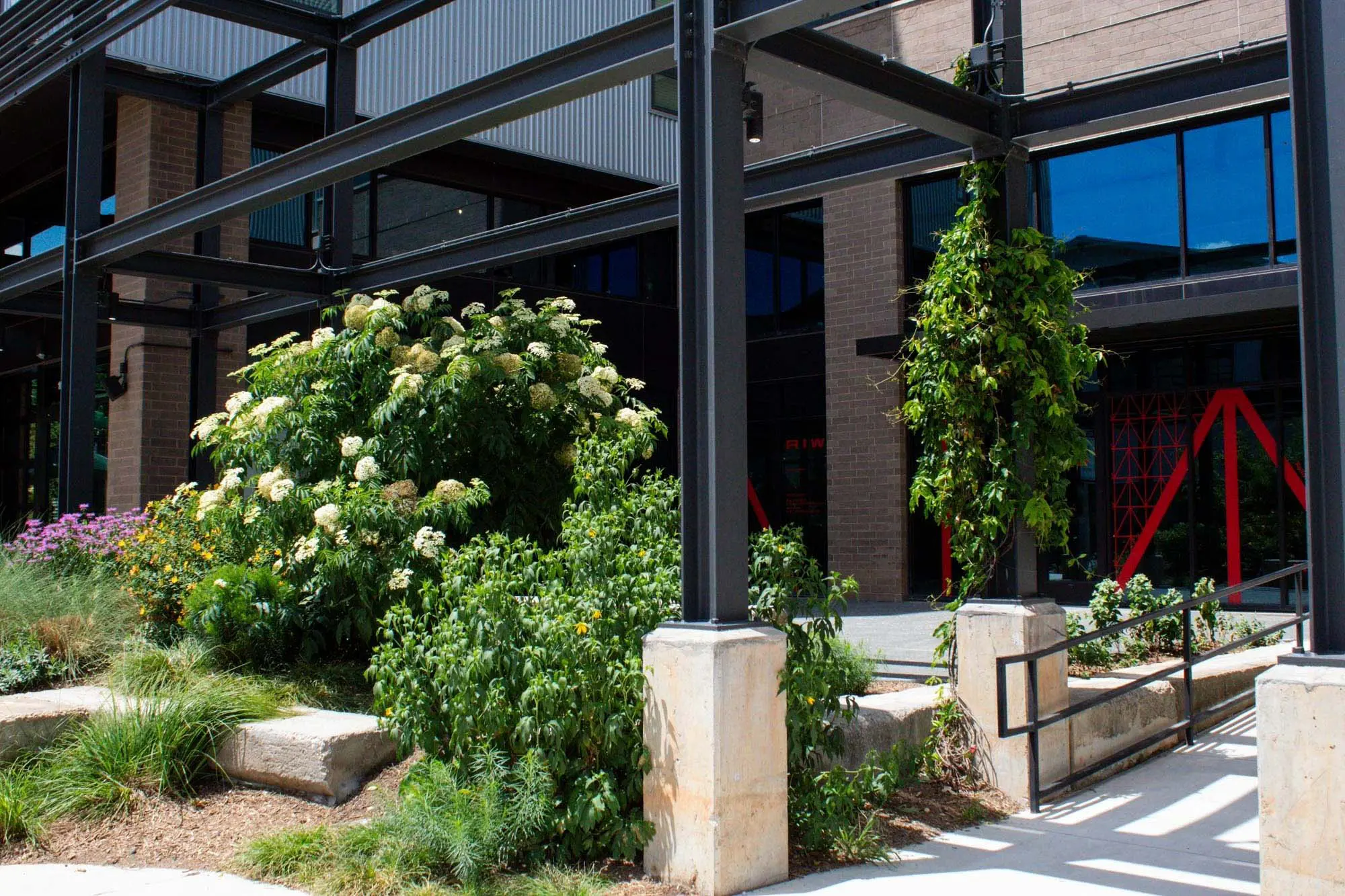 A lush garden with various green plants and white flowers grows next to a modern building with large windows, black metal beams, and a concrete ramp.